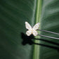 Diamond charm